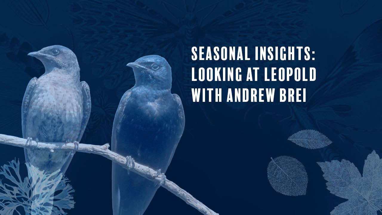 Arts & Ecology graphic with birds in blue with blue background