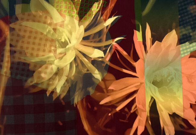 Fussell -Night Bloom Cereus